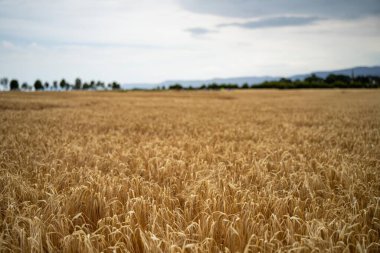 Tarladaki bir tarlada buğday tohumu tarlalar halinde yetişiyor. Buğday tohumu başlarının içinde hasat etmeye hazır bir hasat yetiştirmek. Arpa fabrikaları kapanır.