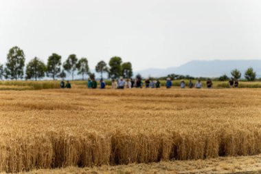 Yenileyici tarım çiftliği. Avustralya 'da sürdürülebilir tarım çiftliği yetiştirilen buğday ve arpa hasadı