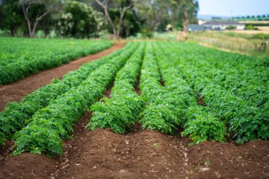 Bir tarlada yetişen patates hasadı 