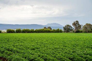 Yazın Avustralya 'da bir tarım çiftliğinde patates tarlasında sağlıklı bitkiler yetiştiriliyor.