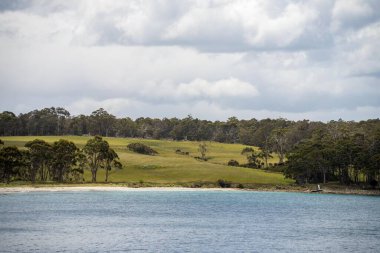 Bir tarlada sığır güden çiftçiler, Angus, wagyu, Murray Grey, Süt Ürünleri ve sığır İnekleri ve bir tarlada otlayan boğalar. Organik ve serbest tarım, bir çiftlikte yetişiyor. 