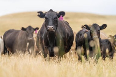 Stud Beef bulls and cows grazing on grass in a field, in Australia. eating hay and silage. breeds include murray grey, angus, brangus and wagyu. clipart
