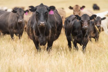 Avustralya 'da bir tarlada otlayan damızlık sığır ve sığır eti. saman ve tohum yiyorlar. Cinsler Murray Grey, Angus, Brangus ve Wagyu 'dur..