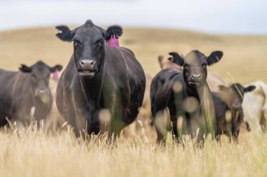 Avustralya 'da bir tarlada otlayan damızlık sığır, inek ve buzağılar. Sığır cinsleri arasında baharda uzun otlaklarda wagyu, murray grisi, angus, brangus ve wagyu bulunur.