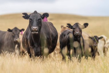 angus, wagyu ve Murray gri sığırlar çiftlikte uzun kurak yaz çimenleri olan bir tarlada 