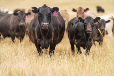 Damızlık Wagyu ve Angus, Avustralya 'da bir otlakta, gün içinde kuru bir çim tarlasında sığır eti yiyorlar.