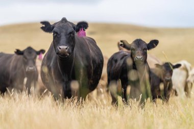 Avustralya 'da bir tarlada otlayan damızlık sığır ve sığır eti. saman ve tohum yiyorlar. Cinsler Murray Grey, Angus, Brangus ve Wagyu 'dur..