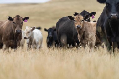 Damızlık Wagyu ve Angus, Avustralya 'da bir otlakta, gün içinde kuru bir çim tarlasında sığır eti yiyorlar.