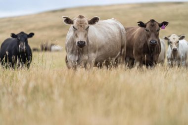 Avustralya 'da bir tarlada otlayan damızlık sığır, inek ve buzağılar. Sığır cinsleri arasında baharda uzun otlaklarda wagyu, murray grisi, angus, brangus ve wagyu bulunur.