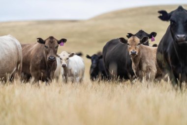 İnek suratlı kameraya yakından bakıyor. Siyah Wagyu ineği