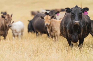 Avustralya 'da bir tarlada otlayan damızlık sığır ve sığır eti. saman ve tohum yiyorlar. Cinsler Murray Grey, Angus, Brangus ve Wagyu 'dur..