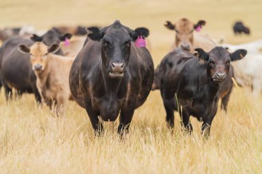 Avustralya 'da bir tarlada otlayan damızlık sığır, inek ve buzağılar. Sığır cinsleri arasında baharda uzun otlaklarda wagyu, murray grisi, angus, brangus ve wagyu bulunur.
