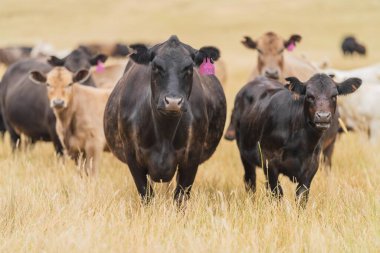 angus, wagyu ve Murray gri sığırlar çiftlikte uzun kurak yaz çimenleri olan bir tarlada 