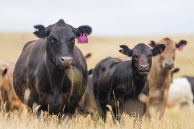 İnek suratlı kameraya yakından bakıyor. Siyah Wagyu ineği