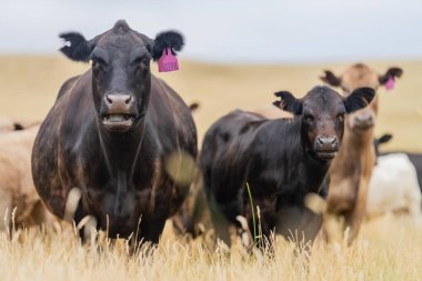 Damızlık Wagyu ve Angus, Avustralya 'da bir otlakta, gün içinde kuru bir çim tarlasında sığır eti yiyorlar.