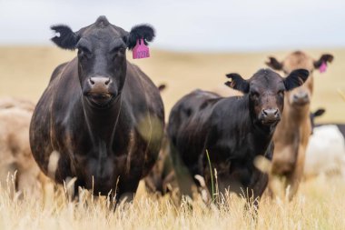 Wagyu ve angus sığırları çiftlikteki tarımsal hayvanlardır. İnekler yeşil çayırlarda ve otlaklarda otluyor. Çiftlikteki bir tarlada şişman inek 