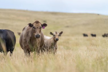 Damızlık Wagyu ve Angus, Avustralya 'da bir otlakta, gün içinde kuru bir çim tarlasında sığır eti yiyorlar.