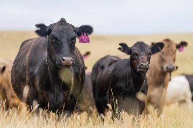 angus, wagyu ve Murray gri sığırlar çiftlikte uzun kurak yaz çimenleri olan bir tarlada 