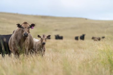 Avustralya 'da bir tarlada otlayan damızlık sığır, inek ve buzağılar. Sığır cinsleri arasında baharda uzun otlaklarda wagyu, murray grisi, angus, brangus ve wagyu bulunur.