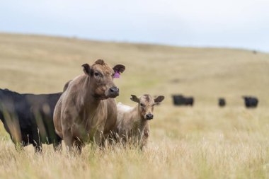 angus, wagyu ve Murray gri sığırlar çiftlikte uzun kurak yaz çimenleri olan bir tarlada 
