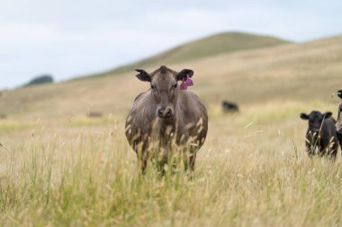 Wagyu ve angus sığırları çiftlikteki tarımsal hayvanlardır. İnekler yeşil çayırlarda ve otlaklarda otluyor. Çiftlikteki bir tarlada şişman inek 