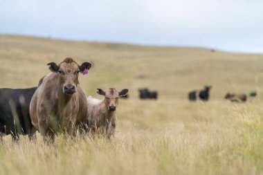 Avustralya 'da bir tarlada otlayan damızlık sığır ve sığır eti. saman ve tohum yiyorlar. Cinsler Murray Grey, Angus, Brangus ve Wagyu 'dur..