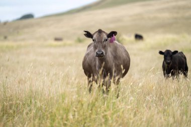 Avustralya 'da bir tarlada otlayan damızlık sığır ve sığır eti. saman ve tohum yiyorlar. Cinsler Murray Grey, Angus, Brangus ve Wagyu 'dur..