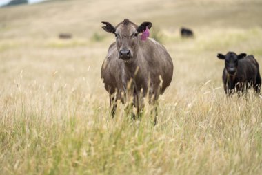 Damızlık Wagyu ve Angus, Avustralya 'da bir otlakta, gün içinde kuru bir çim tarlasında sığır eti yiyorlar.