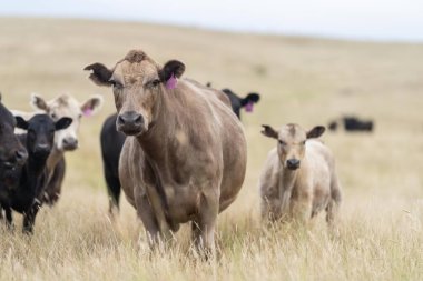 angus, wagyu ve Murray gri sığırlar çiftlikte uzun kurak yaz çimenleri olan bir tarlada 