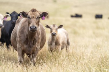 angus, wagyu ve Murray gri sığırlar çiftlikte uzun kurak yaz çimenleri olan bir tarlada 