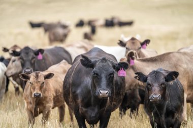 Wagyu ve angus sığırları çiftlikteki tarımsal hayvanlardır. İnekler yeşil çayırlarda ve otlaklarda otluyor. Çiftlikteki bir tarlada şişman inek 