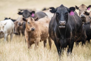 Avustralya 'da bir tarlada otlayan damızlık sığır, inek ve buzağılar. Sığır cinsleri arasında baharda uzun otlaklarda wagyu, murray grisi, angus, brangus ve wagyu bulunur.