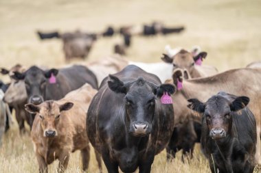 İnek suratlı kameraya yakından bakıyor. Siyah Wagyu ineği
