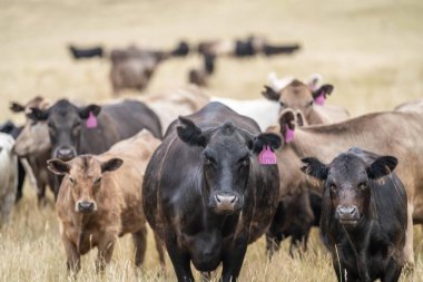 angus, wagyu ve Murray gri sığırlar çiftlikte uzun kurak yaz çimenleri olan bir tarlada 