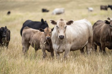 Avustralya 'da bir tarlada otlayan damızlık sığır, inek ve buzağılar. Sığır cinsleri arasında baharda uzun otlaklarda wagyu, murray grisi, angus, brangus ve wagyu bulunur.