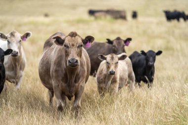 Avustralya 'da bir tarlada otlayan damızlık sığır, inek ve buzağılar. Sığır cinsleri arasında baharda uzun otlaklarda wagyu, murray grisi, angus, brangus ve wagyu bulunur.