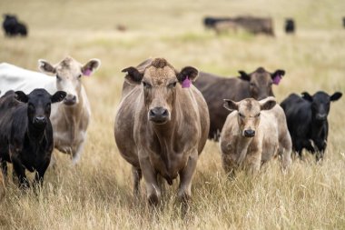 Damızlık Wagyu ve Angus, Avustralya 'da bir otlakta, gün içinde kuru bir çim tarlasında sığır eti yiyorlar.