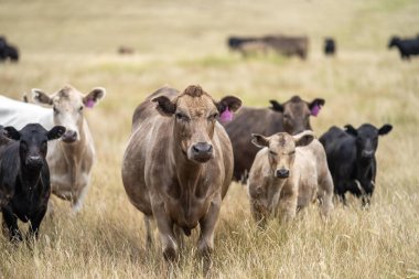 Wagyu ve angus sığırları çiftlikteki tarımsal hayvanlardır. İnekler yeşil çayırlarda ve otlaklarda otluyor. Çiftlikteki bir tarlada şişman inek 