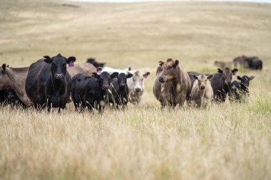 Avustralya 'da bir tarlada otlayan damızlık sığır ve sığır eti. saman ve tohum yiyorlar. Cinsler Murray Grey, Angus, Brangus ve Wagyu 'dur..