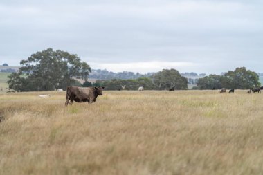 angus, wagyu ve Murray gri sığırlar çiftlikte uzun kurak yaz çimenleri olan bir tarlada 