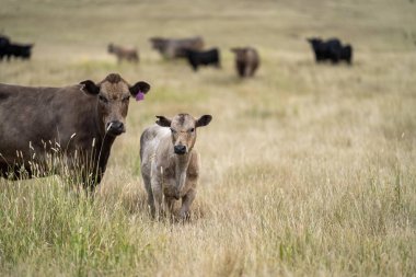Avustralya 'da bir tarlada otlayan damızlık sığır, inek ve buzağılar. Sığır cinsleri arasında baharda uzun otlaklarda wagyu, murray grisi, angus, brangus ve wagyu bulunur.
