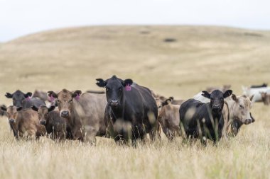 Damızlık Wagyu ve Angus, Avustralya 'da bir otlakta, gün içinde kuru bir çim tarlasında sığır eti yiyorlar.