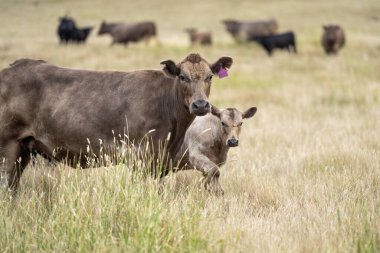 Wagyu ve angus sığırları çiftlikteki tarımsal hayvanlardır. İnekler yeşil çayırlarda ve otlaklarda otluyor. Çiftlikteki bir tarlada şişman inek 