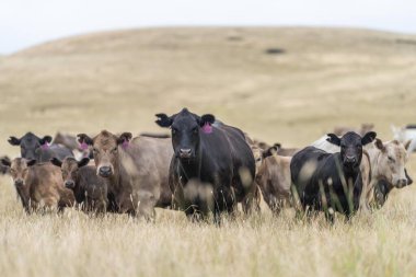 Avustralya 'da bir tarlada otlayan damızlık sığır ve sığır eti. saman ve tohum yiyorlar. Cinsler Murray Grey, Angus, Brangus ve Wagyu 'dur..