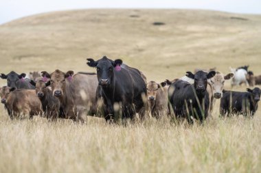 İnek suratlı kameraya yakından bakıyor. Siyah Wagyu ineği