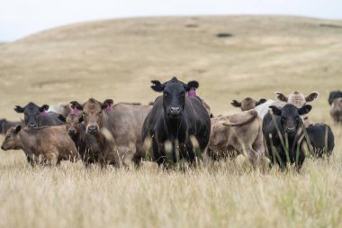 Damızlık Wagyu ve Angus, Avustralya 'da bir otlakta, gün içinde kuru bir çim tarlasında sığır eti yiyorlar.