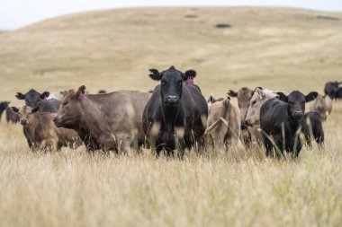 İnek suratlı kameraya yakından bakıyor. Siyah Wagyu ineği