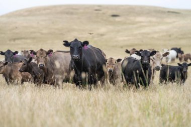 Avustralya 'da bir tarlada otlayan damızlık sığır, inek ve buzağılar. Sığır cinsleri arasında baharda uzun otlaklarda wagyu, murray grisi, angus, brangus ve wagyu bulunur.