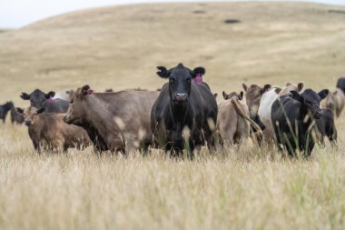Wagyu ve angus sığırları çiftlikteki tarımsal hayvanlardır. İnekler yeşil çayırlarda ve otlaklarda otluyor. Çiftlikteki bir tarlada şişman inek 