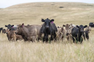 angus, wagyu ve Murray gri sığırlar çiftlikte uzun kurak yaz çimenleri olan bir tarlada 